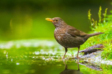 Karatavuk dişi, Turdus merula yıkama, preening, içme ve suda temizlik. Seçici odaklanma ve düşük bakış açısı