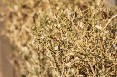 Kutu ağacı güvesi tırtılları tarafından istila edilmiş bir buxus çalısı, Cydalima perspektifi. Avrupa 'da istilacı bir tür ve en iyi bahçe haşeresi oldu..