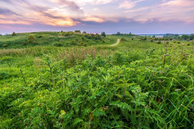 Yaz mevsiminde güzel bir günbatımı altında güzel tarlalar. Alım Parkı Hayvanat Bahçesi, Hollanda