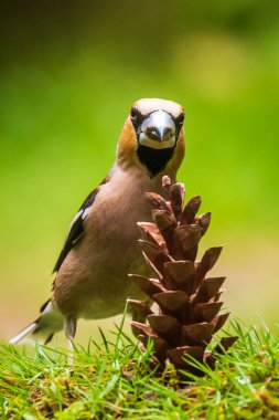 Şahin ispinozu erkek Coccothraustes coccothraustes kozalaktan beslenen kuş. Doğal gün ışığı