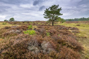 Yaz boyunca Hollanda 'daki Hoge Veluwe Milli Parkı' nda gün batımı.