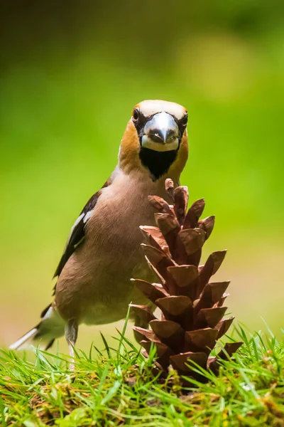 Şahin ispinozu erkek Coccothraustes coccothraustes kozalaktan beslenen kuş. Doğal gün ışığı