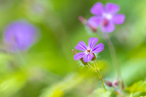 Nahaufnahme Der Geranium Robertianum Blume Bekannt Als Kraut Robert Rotkehlchen — Stockfoto