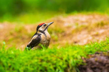 Büyük benekli ağaçkakan kuşunun yakından, Dendrocopos Major, orman zeminine tünemiş.