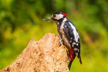 Dendrocopos Major 'daki benekli ağaçkakan kuşunun yakın çekimi yaz mevsiminde bir ormana tünemişti.