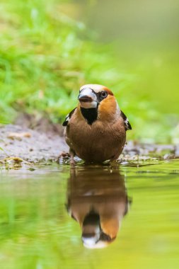 Islak ispinozun yakın çekimi; Coccothraustes coccothraustes yıkama, preening ve suda temizlik. Seçici odaklanma ve düşük bakış açısı