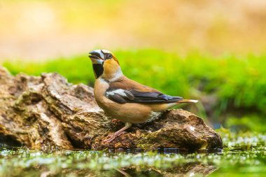 Şahin ispinozu erkek, Coccothraustes coccothraustes, tahta üzerine tünemiş kuş. Seçici odak, doğal gün ışığı