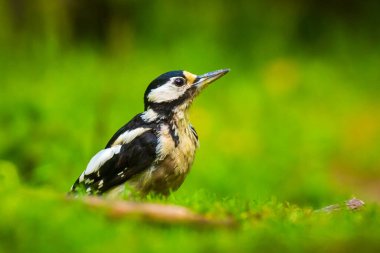 Büyük benekli ağaçkakan kuşunun yakından, Dendrocopos Major, orman zeminine tünemiş.