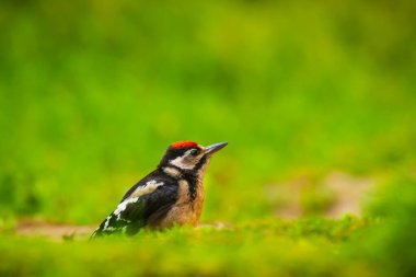 Büyük benekli ağaçkakan kuşunun yakından, Dendrocopos Major, orman zeminine tünemiş.