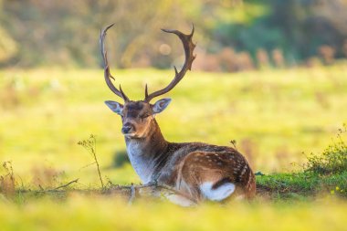 Fallow geyiği Dama Dama geyiği ormanda yürüyor. Doğa renkleri arka planda açıkça görülebilir, seçici odak kullanılır.