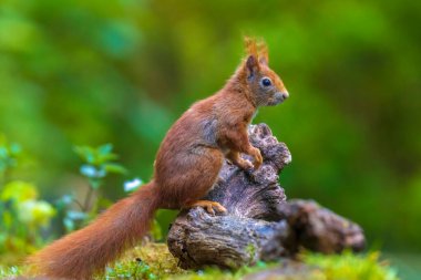 Avrasya kızıl sincabı Sciurus vulgaris 'e yakın, ormanda fındık yiyor. Seçici odak, doğal güneş ışığı, vahşi hayvan.