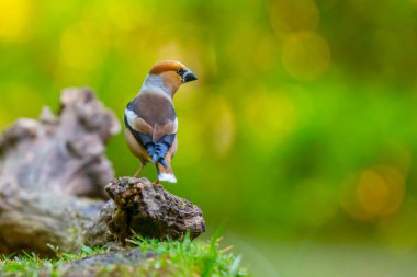 Hawfinch erkek kuşu, Coccothraustes coccothraustes, yiyecek arıyor.