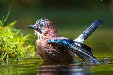 Islak Avrasyalı kuş Garrulus glandarius 'un suda yıkama, yıkama, temizleme ve temizleme işi. Seçici odaklanma ve düşük bakış açısı
