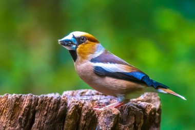 Erkek bir ispinozun yaklaşması Coccothraustes coccothraustes bir ormana tünemiş bir kuş. Seçici odak ve doğal güneş ışığı