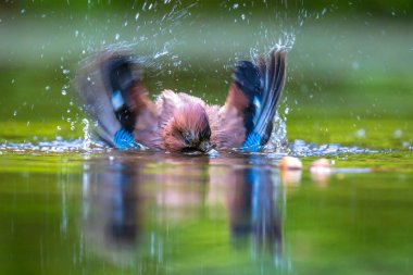 Islak Avrasyalı kuş Garrulus glandarius 'un suda yıkama, yıkama, temizleme ve temizleme işi. Seçici odaklanma ve düşük bakış açısı