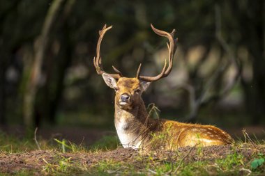 Çiftleşme mevsiminde Fallow deer Dama Dama erkek geyiği. Sonbahar güneşi ve doğa renkleri arka planda açıkça görülebilir..