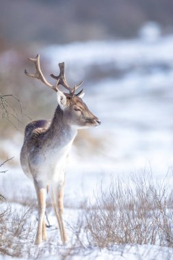 Fallow geyik geyiği Dama Dama kış ormanlarında kar ve buz arıyor, seçici odaklanma kullanılır.