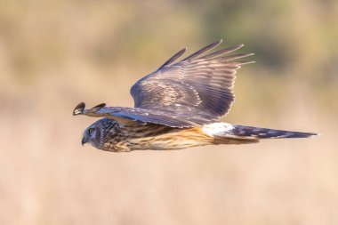 Dişi Hen harrier Sirki siyaneus ya da kuzey harrier soğuk bir kış boyunca çayırda avlanıyor.
