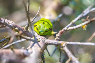 Küçük bir Avrupa ağaç kurbağası olan Hyla arborea 'nın yakın çekimi, Rana arborea, güneşte ısınan bir böğürtlen çalılığında dinleniyor..