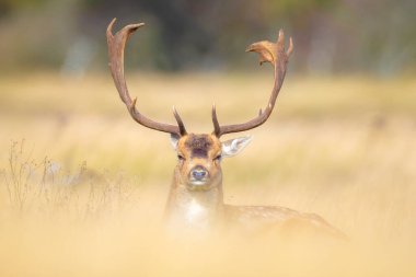 Çiftleşme mevsiminde büyük boynuzları olan Fallow deer Dama Dama erkek geyiği. Sonbahar güneşi ve doğa renkleri arka planda açıkça görülebilir..