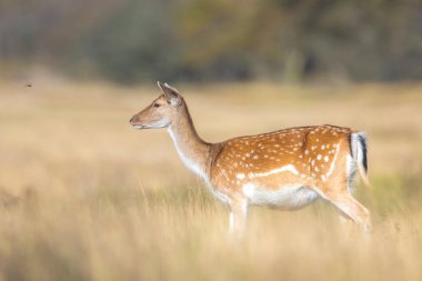 Dişi geyik dişi geyik yavrusu ya da dişi geyik yavrusu, Dama Dama güneşli bir günde ormandaki bir çayırda. 