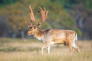 Çiftleşme mevsiminde büyük boynuzları olan Fallow deer Dama Dama erkek geyiği. Sonbahar güneşi ve doğa renkleri arka planda açıkça görülebilir..
