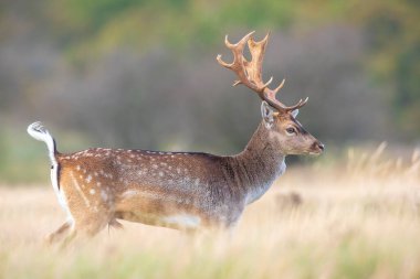 Çiftleşme mevsiminde büyük boynuzları olan Fallow deer Dama Dama erkek geyiği. Sonbahar güneşi ve doğa renkleri arka planda açıkça görülebilir..