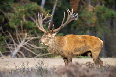 Kızıl geyik erkek, servus elaphus, çiftleşme mevsiminde mor fundaların açtığı bir ormanın yakınındaki bir tarlada çiftleşiyor. Ulusal parc de Hoge Veluwe