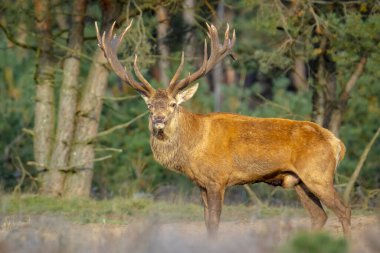Kızıl geyik erkek, servus elaphus, çiftleşme mevsiminde mor fundaların açtığı bir ormanın yakınındaki bir tarlada çiftleşiyor. Ulusal parc de Hoge Veluwe