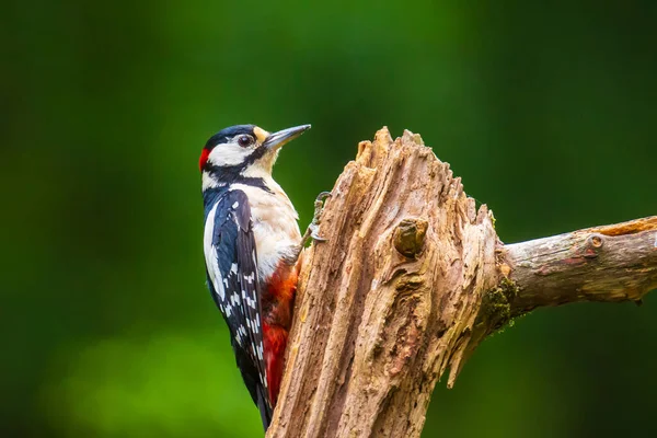 Närbild Stor Fläckig Hackspett Fågel Dendrocopos Major Sitter Ett Träd — Stockfoto