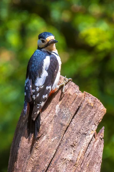 Closeup Great Spotted Woodpecker Bird Dendrocopos Major Perched Forest Summer — Stock Photo, Image