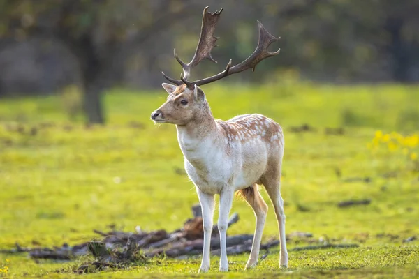 수컷이 녹아내리는 계절에 사슴을 자연의 색깔은 뒤쪽에서 보인다 — 스톡 사진