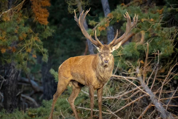 Red Deer Male Cervus Elaphus Rutting Mating Season Field Forest — Stock Photo, Image