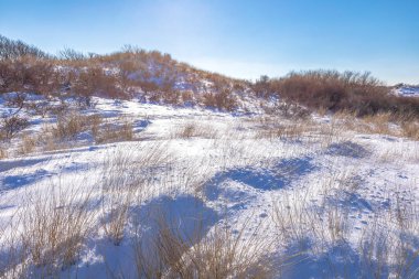 Amsterdamse 'deki karlı ve buzlu kış manzarası Waterleidingduinen, berrak mavi gökyüzü.