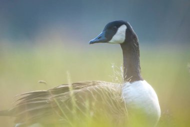 Kanada kazı Branta kanadensis 'e yakın çekim, yeşil bir çayırda yiyecek arıyor.