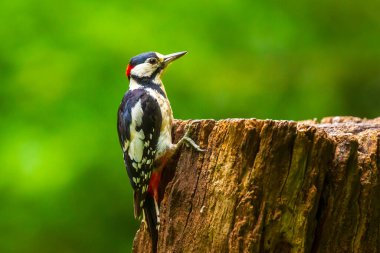 Büyük benekli ağaçkakan kuşuna yakın, Dendrocopos Major, ormandaki bir ağaca tünemiş.