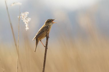 Sedge Warbler kuşuna yakın olan Acrocephalus schoenobaenus üreme mevsiminde bir dişiyi cezbetmek için şarkı söyler.