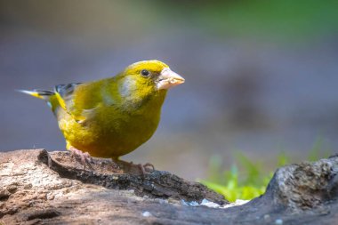 Renkli ispinoz kuşu Chloris Chloris ormanda yiyecek arıyor.