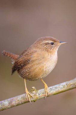 Avrasya Wren kuşuna yakın, Troglodit trogloditleri, ormanda tünemiş bir kuş