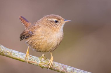 Avrasya Wren kuşuna yakın, Troglodit trogloditleri, ormanda tünemiş bir kuş