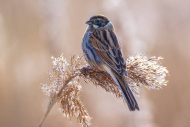 Alelade bir sazlık kiraz kuşu olan Emberiza schoeniclus, kamış başlıklı Phragmites australis 'te şarkı söyler. Sazlık yatakları, bulutlu bir günde bahar mevsiminde sert rüzgarlar nedeniyle sallanıyor..