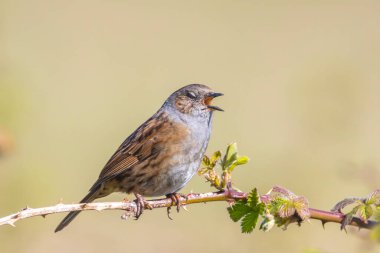 Dunnock 'un yakın çekimi, Prunella modülleri, ağaç vitrininde bir kuş ve ilkbaharda bir dişiyi cezbetmek için sabahın erken saatlerinde şarkı söylemesi..