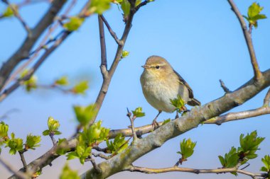 Yaygın bir chiffchaff kuşunun yakın çekimi Phylloscopus collybita, güzel bir yaz akşamında yeşil, canlı bir arka planda yumuşak bir ışık ile şarkı söylüyor..