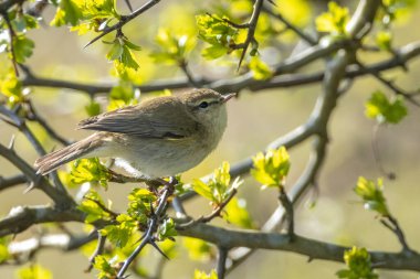 Yaygın bir chiffchaff kuşunun yakın çekimi Phylloscopus collybita, güzel bir yaz akşamında yeşil, canlı bir arka planda yumuşak bir ışık ile şarkı söylüyor..