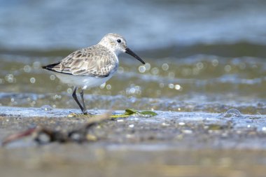 Kalidris Alpina, su kıyısında yiyecek arayan bir Dunlin 'e yakın.