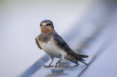 Ahır kırlangıcı, Hirundo rustica, yavruların beslenmesi... bu ahırlardan büyük bir grup yiyecek arıyor, böcek avlıyor ve sırayla dinleniyorlar..