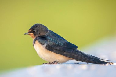 Bir Ahır Kırlangıcı Hirundo Rustika 'nın dinlenme yeri. Dünyada en yaygın kırlangıç türüdür ve Estonya 'nın ulusal kuşudur..