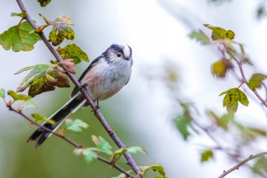 Bir uzun kuyruklu baştankara veya bushtit, uzun kuyruklu Bayağı uzunkuyruk, bir ormanda yiyecek arama sırasında sonbahar kuş closeup. Kısa, güdük bill ve çok uzun, dar bir kuyruklu küçük bir yuvarlak gövdeli baştankara.