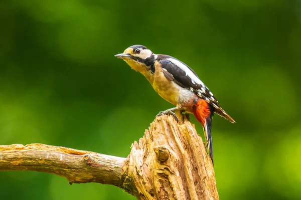 一只大斑点啄木鸟 Dendrocopos Major 栖息在森林里的一棵树上 — 图库照片