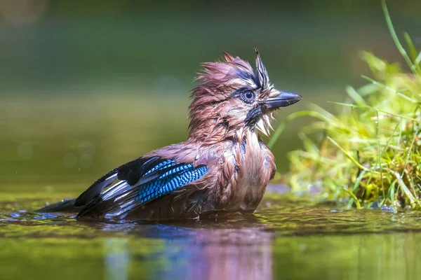 Closeup of a wet Eurasian jay bird Garrulus glandarius washing, preening and cleaning in water. Selective focus and low poit of view